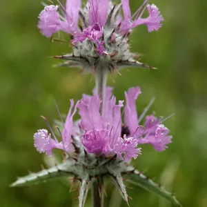 Salvia carduacea (Thistle Sage)