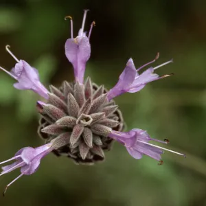Salvia clevelandii (Sage)