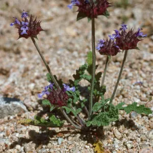 Salvia columbariae (Chia)