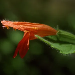 Satureja mimuloides