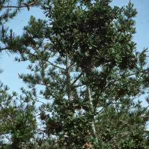 Quercus tomentella