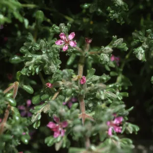 Frankenia salina