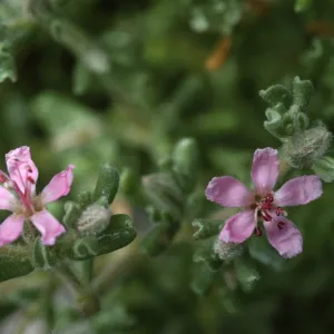 Frankenia salina