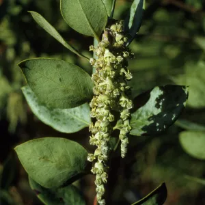 Garrya flavescens garryanceae