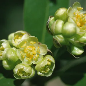 Umbellularia californica