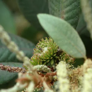 Lithocarpus