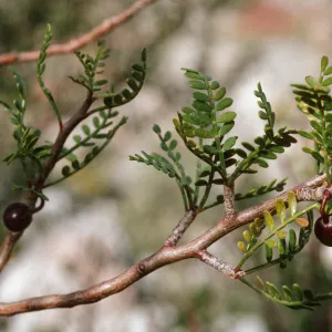 Bursera microphylla