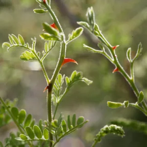 Acacia greggii