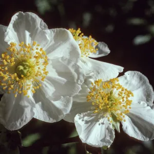 Carpenteria californica