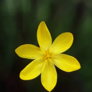 Sisyrinchium californicum
