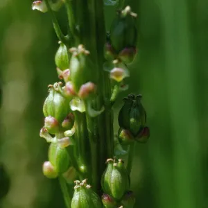 Triglochin maritimum