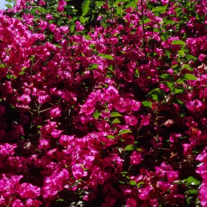 Bougainvillea