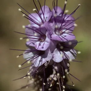 Phacelia tanacetifolia