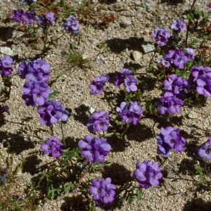 Phacelia fremontii