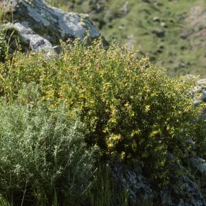 Galium catalinense