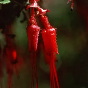 Ribes speciosum