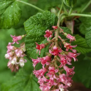 Ribes sanguineum