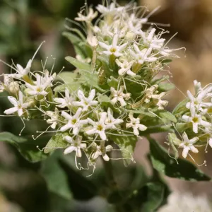 Petalonyx nitidus