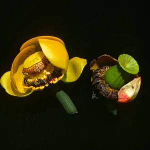 Nuphar polysepala