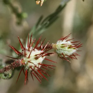 Krameria erecta
