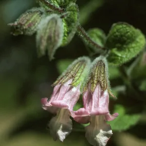 Lepechinia fragrans