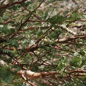Bursera microphylla