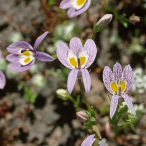Downingia bacigalupii