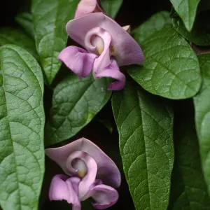 Clitoria