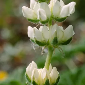 Lupinus microcarpus var. densiflorus