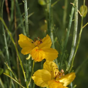Parkinsonia