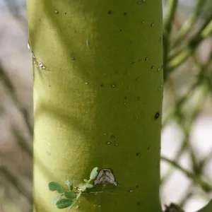 Parkinsonia