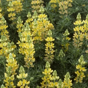 Lupinus arboreus