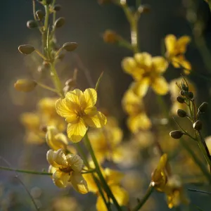 Senna armata