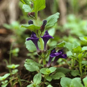 Scutellaria tuberosa