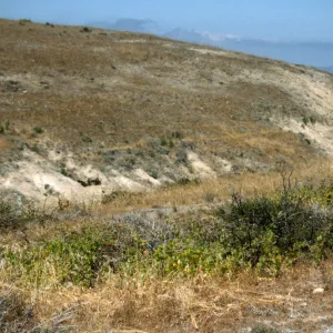 Malacothamnus fasciculatus var. nesioticus colony