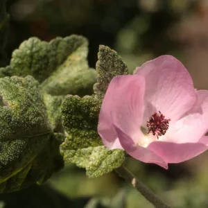 Malacothamnus fasciculatus var. nesioticus