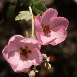 Malacothamnus fasciculatus var. nesioticus