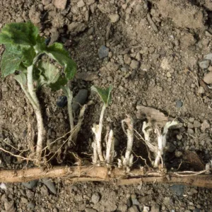 Malacothamnus fasciculatus var. nesioticus rhizomes