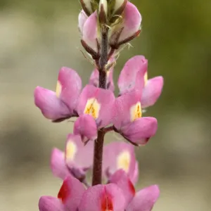 Lupinus arizonicus