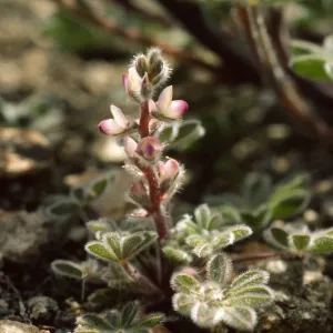 Lupinus arizonicus