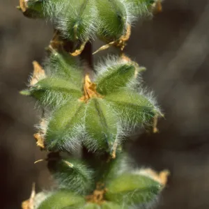 Lupinus densiflorus Fruits
