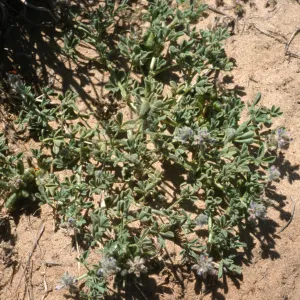 Lupinus nipomensis