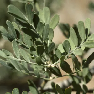 Olneya tesota