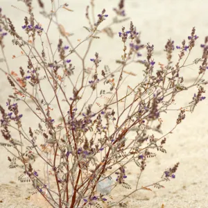 Psorothamnus fremontii