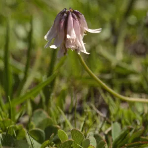 Trifolium bolanderi
