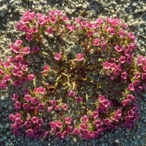 Nama demissum