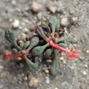 Calyptridium roseum