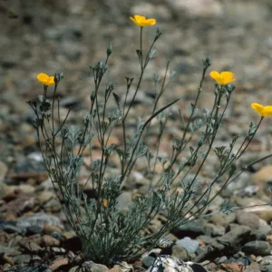 Eschscholzia hypecoides