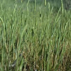 Alopecurus saccatus