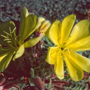 Oenothera primiveris